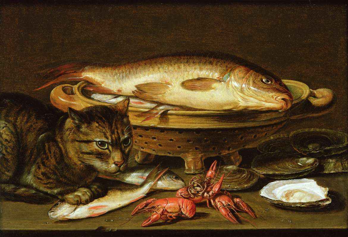 cat-fish-