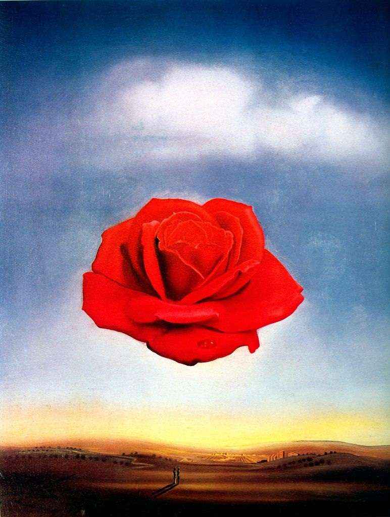 rosa-dali-e773cfe9b9e1c4f6420bdde11768424f