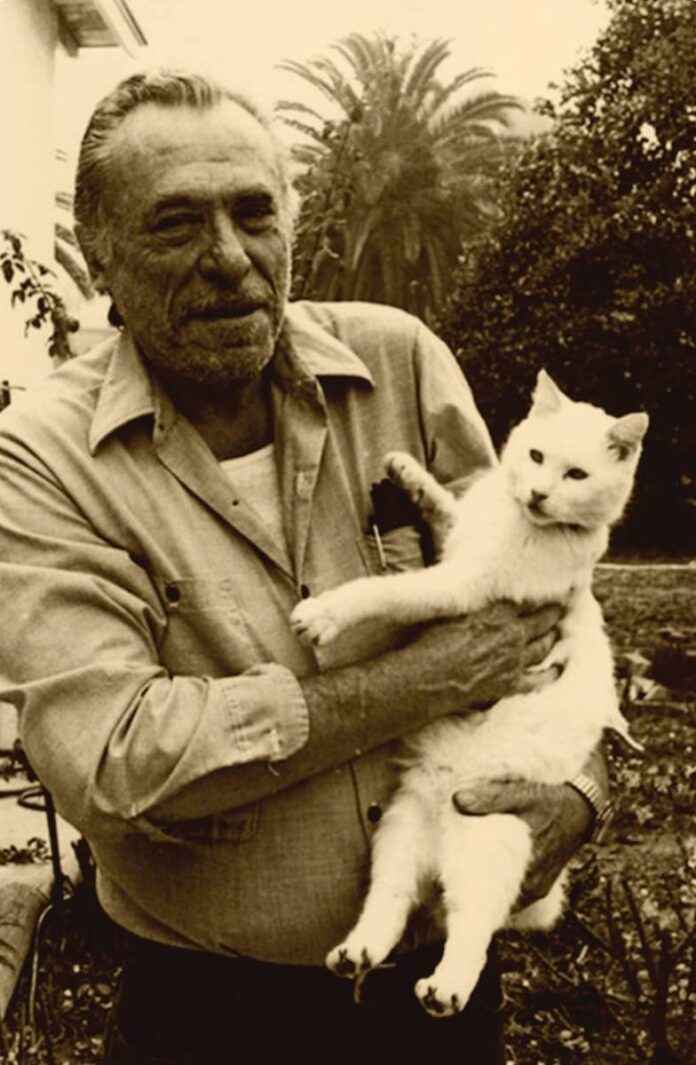 gatos-bou-GTALRySW8AAdIrD