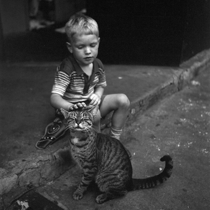 vivian-cat