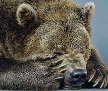 bear-fahey-klein