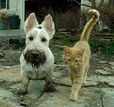 cat-dog-xamogelo