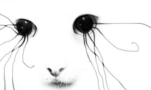 10-10-art-black-and-white-cat-drawing-eyes-illustration-favim_com-109253