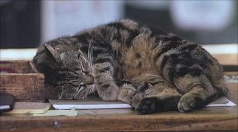 11cat-desk
