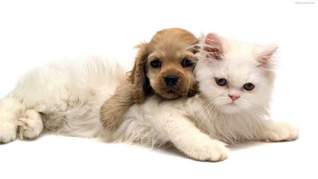6white-cat-with-cute-brown-puppy