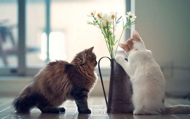 cats-vase-flowers-hd-wallpaper