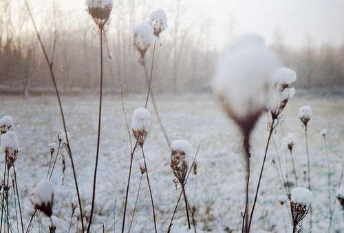 flowers-nature-photo-snow-favim_com-124612