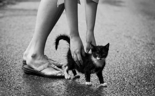 rain cat_in_the_rain_by_predicttheday