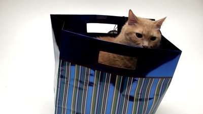 cat gift-bag-isolated-against-white-v