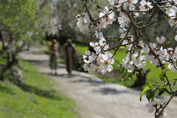 almond-tree-