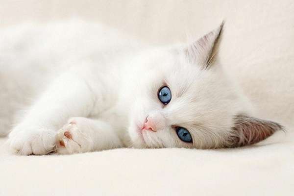 kitten blue eys