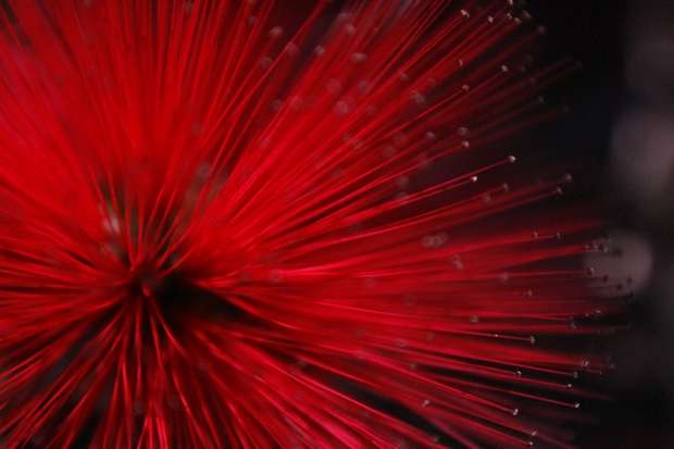 louko red_by_rockills